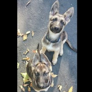 Meet your Posher, Daniella